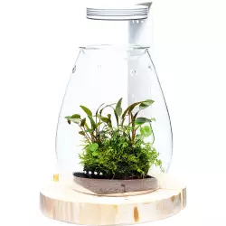 ADA DOOA Glass Pot SHIZUKU v kombinaci s DOOA magnet light, držákem světla a dřevěnou podstavou<br><em>Ilustrační obrázek - může obsahovat dekorace, další produkty a vybavení, které nejsou součástí a musí se dokoupit samostatně.</em>