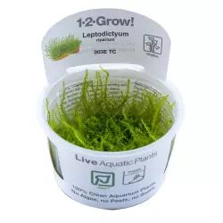 Tropica Leptodictyum riparium (1-2-Grow!)
