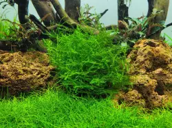 Tropica Leptodictyum riparium (1-2-Grow!)<br><em>Ilustrační obrázek - může obsahovat dekorace, další produkty a vybavení, které nejsou součástí a musí se dokoupit samostatně.</em>