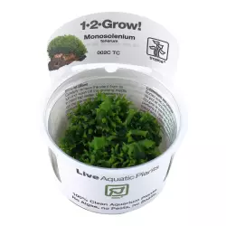 Tropica Monosolenium tenerum (1-2-Grow!)