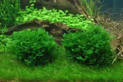Tropica Monosolenium tenerum (1-2-Grow!)<br><em>Ilustrační obrázek - může obsahovat dekorace, další produkty a vybavení, které nejsou součástí a musí se dokoupit samostatně.</em>