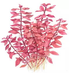 Tropica Ludwigia palustris 'Super Red' (košíček)<br><em>Ilustrační obrázek - může obsahovat dekorace, další produkty a vybavení, které nejsou součástí a musí se dokoupit samostatně.</em>