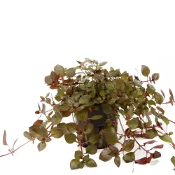 Tropica Ludwigia palustris 'Super Red' (košíček)