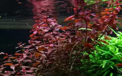 Tropica Ludwigia palustris 'Super Red' (košíček)<br><em>Ilustrační obrázek - může obsahovat dekorace, další produkty a vybavení, které nejsou součástí a musí se dokoupit samostatně.</em>
