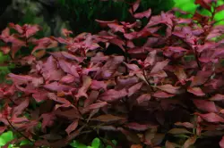 Tropica Ludwigia palustris 'Super Red' (košíček)<br><em>Ilustrační obrázek - může obsahovat dekorace, další produkty a vybavení, které nejsou součástí a musí se dokoupit samostatně.</em>