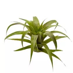 Tillandsia Samantha XL