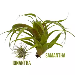 Tillandsia Samantha XL - porovnání velikosti druhu Ionantha green a Samantha XL<br><em>Ilustrační obrázek - může obsahovat dekorace, další produkty a vybavení, které nejsou součástí a musí se dokoupit samostatně.</em>