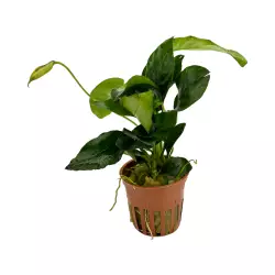 Tropica Anubias barteri var. nana LARGE (košíček)