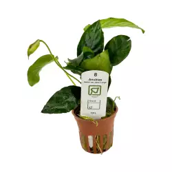 Tropica Anubias barteri var. nana LARGE (košíček)<br><em>Ilustrační obrázek - může obsahovat dekorace, další produkty a vybavení, které nejsou součástí a musí se dokoupit samostatně.</em>