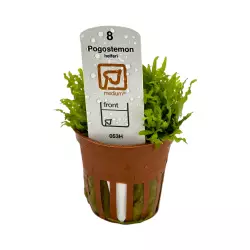 Tropica Pogostemon helferi (košíček)<br><em>Ilustrační obrázek - může obsahovat dekorace, další produkty a vybavení, které nejsou součástí a musí se dokoupit samostatně.</em>