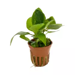 Tropica Hygrophila corymbosa 'Compact' (košíček)