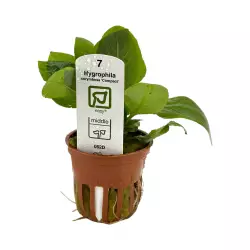Tropica Hygrophila corymbosa 'Compact' (košíček)<br><em>Ilustrační obrázek - může obsahovat dekorace, další produkty a vybavení, které nejsou součástí a musí se dokoupit samostatně.</em>