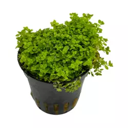 Aquaflora Hemianthus callitrichoides 'cuba' (košíček)