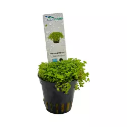 Aquaflora Hemianthus callitrichoides 'cuba' (košíček)<br><em>Ilustrační obrázek - může obsahovat dekorace, další produkty a vybavení, které nejsou součástí a musí se dokoupit samostatně.</em>