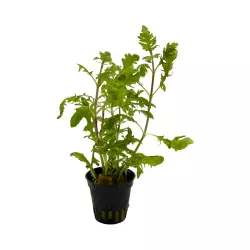 Aquaflora Hygrophila difformis (košíček)
