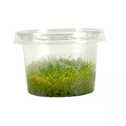 Aquaflora Riccia fluitans (in vitro)