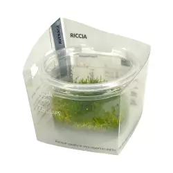 Aquaflora Riccia fluitans (in vitro)<br><em>Ilustrační obrázek - může obsahovat dekorace, další produkty a vybavení, které nejsou součástí a musí se dokoupit samostatně.</em>