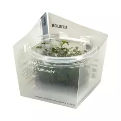 Aquaflora Bolbitis heteroclita 'Difformis' (in vitro)<br><em>Ilustrační obrázek - může obsahovat dekorace, další produkty a vybavení, které nejsou součástí a musí se dokoupit samostatně.</em>