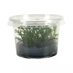 Aquaflora Bolbitis heteroclita 'Difformis' (in vitro)