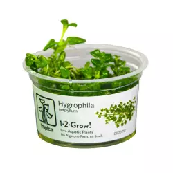Tropica Hygrophila serpyllum (1-2-Grow!)