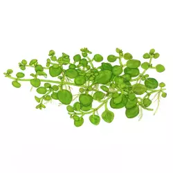 Tropica Hygrophila serpyllum (1-2-Grow!)<br><em>Ilustrační obrázek - může obsahovat dekorace, další produkty a vybavení, které nejsou součástí a musí se dokoupit samostatně.</em>
