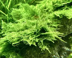 Vesicularia montagnei 'Christmas Mini' (vanička)<br><em>Ilustrační obrázek - může obsahovat dekorace, další produkty a vybavení, které nejsou součástí a musí se dokoupit samostatně.</em>