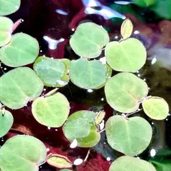 Phyllanthus fluitans (vanička)