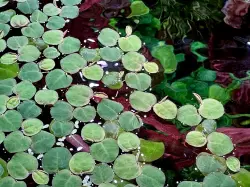 Phyllanthus fluitans (vanička)<br><em>Ilustrační obrázek - může obsahovat dekorace, další produkty a vybavení, které nejsou součástí a musí se dokoupit samostatně.</em>