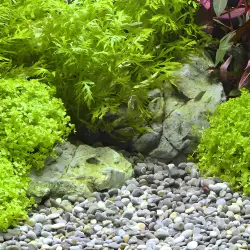 Dennerle Přírodní štěrk Okavango 4-8 mm 500g<br><em>Ilustrační obrázek - může obsahovat dekorace, další produkty a vybavení, které nejsou součástí a musí se dokoupit samostatně.</em>