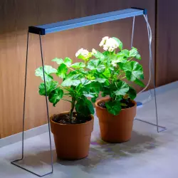 Twinstar Spring Wire 35cm Set<br><em>Ilustrační obrázek - může obsahovat dekorace, další produkty a vybavení, které nejsou součástí a musí se dokoupit samostatně.</em>