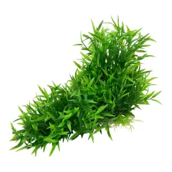 UP Aqua plastová rostlina na kořeni 2920<br><em>Ilustrační obrázek - může obsahovat dekorace, další produkty a vybavení, které nejsou součástí a musí se dokoupit samostatně.</em>