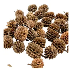 EasyFish Šištičky Casuarina 20g<br><em>Ilustrační obrázek - může obsahovat dekorace, další produkty a vybavení, které nejsou součástí a musí se dokoupit samostatně.</em>