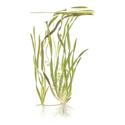 Tropica Valliseneria americana Natans (košíček)<br><em>Ilustrační obrázek - může obsahovat dekorace, další produkty a vybavení, které nejsou součástí a musí se dokoupit samostatně.</em>