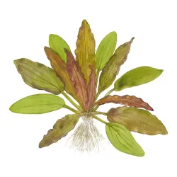 Tropica Echinodorus Red diamond (košíček)<br><em>Ilustrační obrázek - může obsahovat dekorace, další produkty a vybavení, které nejsou součástí a musí se dokoupit samostatně.</em>