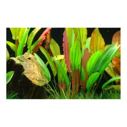 Tropica Echinodorus Red diamond (košíček)<br><em>Ilustrační obrázek - může obsahovat dekorace, další produkty a vybavení, které nejsou součástí a musí se dokoupit samostatně.</em>