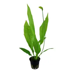 Tropica Echinodorus grisebachii Bleherae (košíček)<br><em>Ilustrační obrázek - může obsahovat dekorace, další produkty a vybavení, které nejsou součástí a musí se dokoupit samostatně.</em>