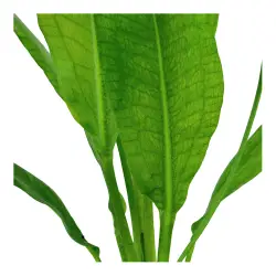 Tropica Echinodorus grisebachii Bleherae (košíček)<br><em>Ilustrační obrázek - může obsahovat dekorace, další produkty a vybavení, které nejsou součástí a musí se dokoupit samostatně.</em>