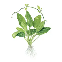 Tropica Echinodorus grisebachii Bleherae (košíček)<br><em>Ilustrační obrázek - může obsahovat dekorace, další produkty a vybavení, které nejsou součástí a musí se dokoupit samostatně.</em>