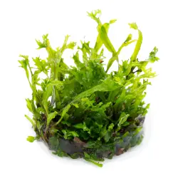 Tropica Microsorum pteropus Windeløv (1-2-Grow!)<br><em>Ilustrační obrázek - může obsahovat dekorace, další produkty a vybavení, které nejsou součástí a musí se dokoupit samostatně.</em>