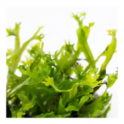 Tropica Microsorum pteropus Windeløv (1-2-Grow!)<br><em>Ilustrační obrázek - může obsahovat dekorace, další produkty a vybavení, které nejsou součástí a musí se dokoupit samostatně.</em>