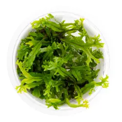 Tropica Microsorum pteropus Windeløv (1-2-Grow!)<br><em>Ilustrační obrázek - může obsahovat dekorace, další produkty a vybavení, které nejsou součástí a musí se dokoupit samostatně.</em>