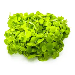 Tropica Spirodela polyrrhiza (1-2-Grow!)<br><em>Ilustrační obrázek - může obsahovat dekorace, další produkty a vybavení, které nejsou součástí a musí se dokoupit samostatně.</em>