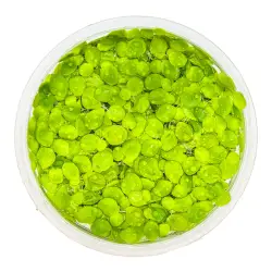 Tropica Spirodela polyrrhiza (1-2-Grow!)<br><em>Ilustrační obrázek - může obsahovat dekorace, další produkty a vybavení, které nejsou součástí a musí se dokoupit samostatně.</em>