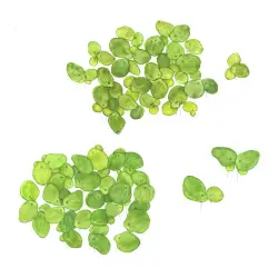 Tropica Spirodela polyrrhiza (1-2-Grow!)<br><em>Ilustrační obrázek - může obsahovat dekorace, další produkty a vybavení, které nejsou součástí a musí se dokoupit samostatně.</em>