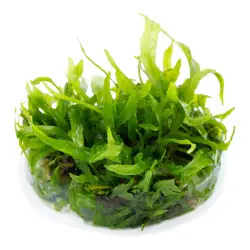 Tropica Microsorum pteropus Narrow (1-2-Grow!)<br><em>Ilustrační obrázek - může obsahovat dekorace, další produkty a vybavení, které nejsou součástí a musí se dokoupit samostatně.</em>