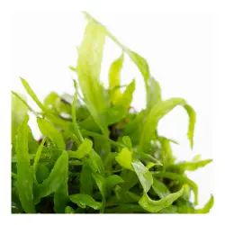 Tropica Microsorum pteropus Narrow (1-2-Grow!)<br><em>Ilustrační obrázek - může obsahovat dekorace, další produkty a vybavení, které nejsou součástí a musí se dokoupit samostatně.</em>