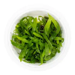 Tropica Microsorum pteropus Narrow (1-2-Grow!)<br><em>Ilustrační obrázek - může obsahovat dekorace, další produkty a vybavení, které nejsou součástí a musí se dokoupit samostatně.</em>