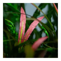 Tropica Cryptocoryne spiralis 'Red' (košíček)<br><em>Ilustrační obrázek - může obsahovat dekorace, další produkty a vybavení, které nejsou součástí a musí se dokoupit samostatně.</em>