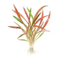 Tropica Cryptocoryne spiralis 'Red' (košíček)<br><em>Ilustrační obrázek - může obsahovat dekorace, další produkty a vybavení, které nejsou součástí a musí se dokoupit samostatně.</em>