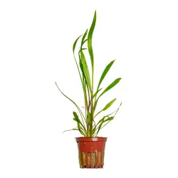 Tropica Cryptocoryne spiralis 'Red' (košíček)